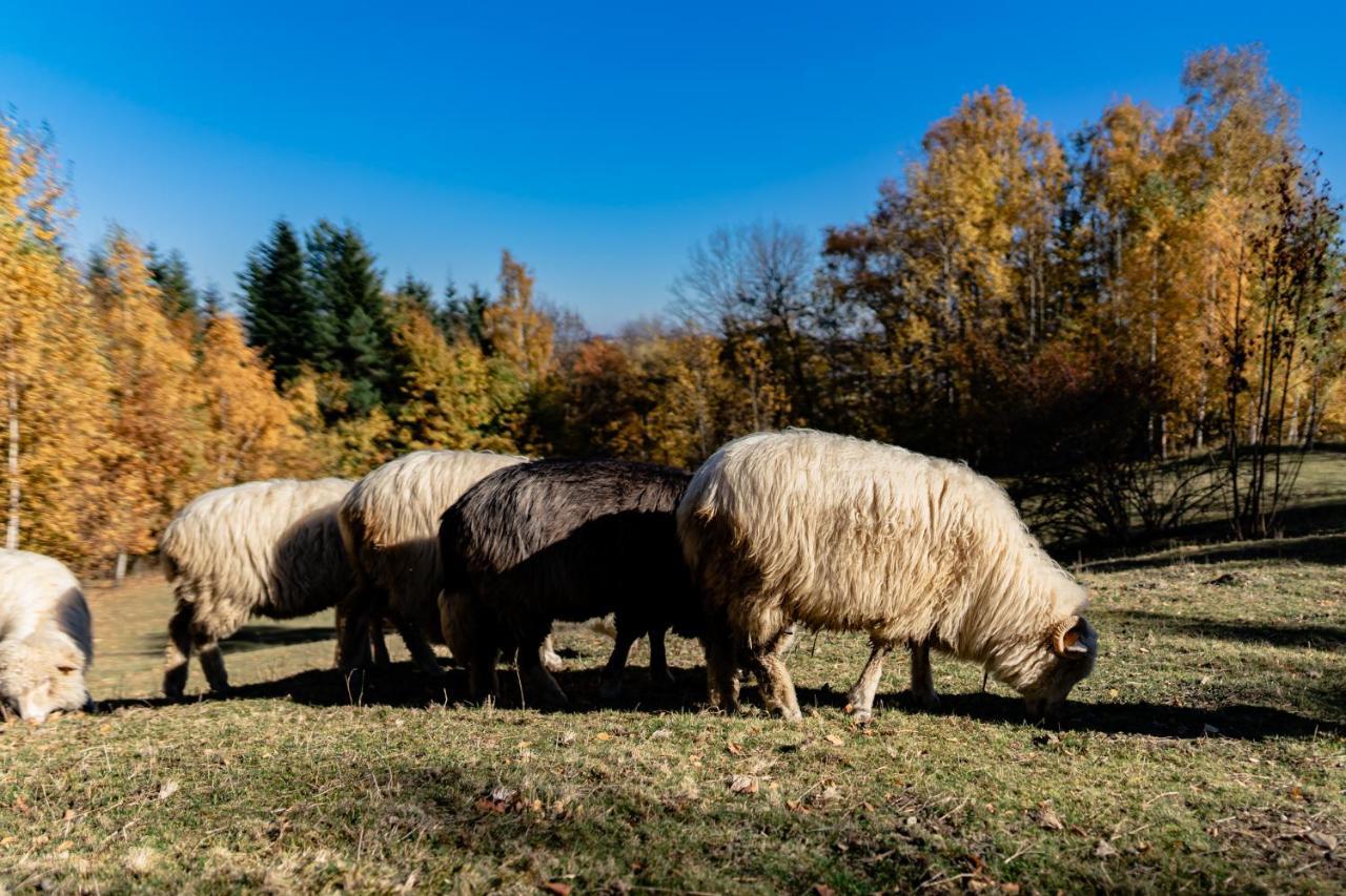 Jezowa Woda Osrodek Wypoczynkowy Palmiarnia I Spa Przyszowa  エクステリア 写真